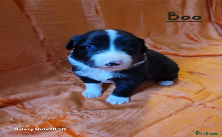 Border Collie dogs Adorable Border Collie Pups Ready for Loving Homes - Advert 1
