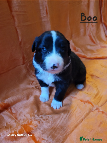 Border Collie dogs Adorable Border Collie Pups Ready for Loving Homes - Advert 1