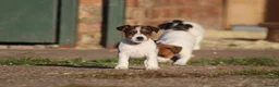 Jack Russell dogs for sale: Jack Russell Puppies for sale - Advert 8