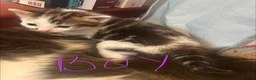 Mixed Breed cats for sale: Beautiful family friendly kittens - Advert 3