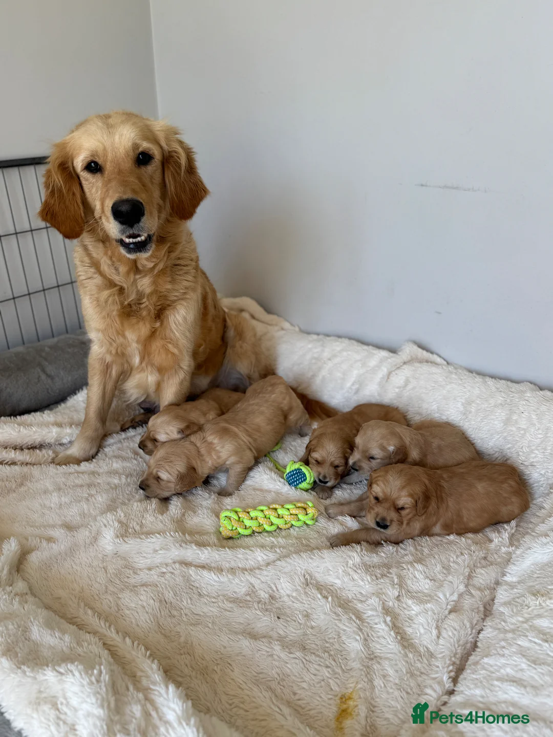 Golden Retriever dogs for sale: Gorgeous KC Golden Retrievers Health Tested  - Advert 1