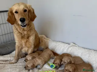 Golden Retriever dogs for sale: Gorgeous KC Golden Retrievers Health Tested - Advert 1