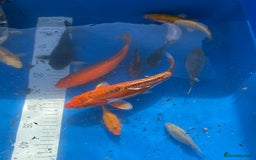 Koi Carp fish for sale: Various koi carp - Image 5