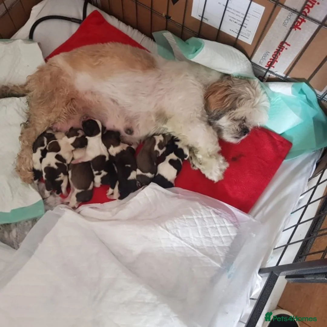 Shih Tzu dogs for stud: KC HARROPINE LUSTY DUSTY FOR STUD ONLY in Bridgend - Advert 29