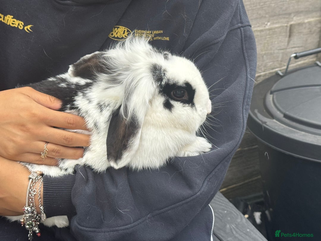 Mini Lion Lop rabbits for sale: Mini lion lop for rehoming - Image 4