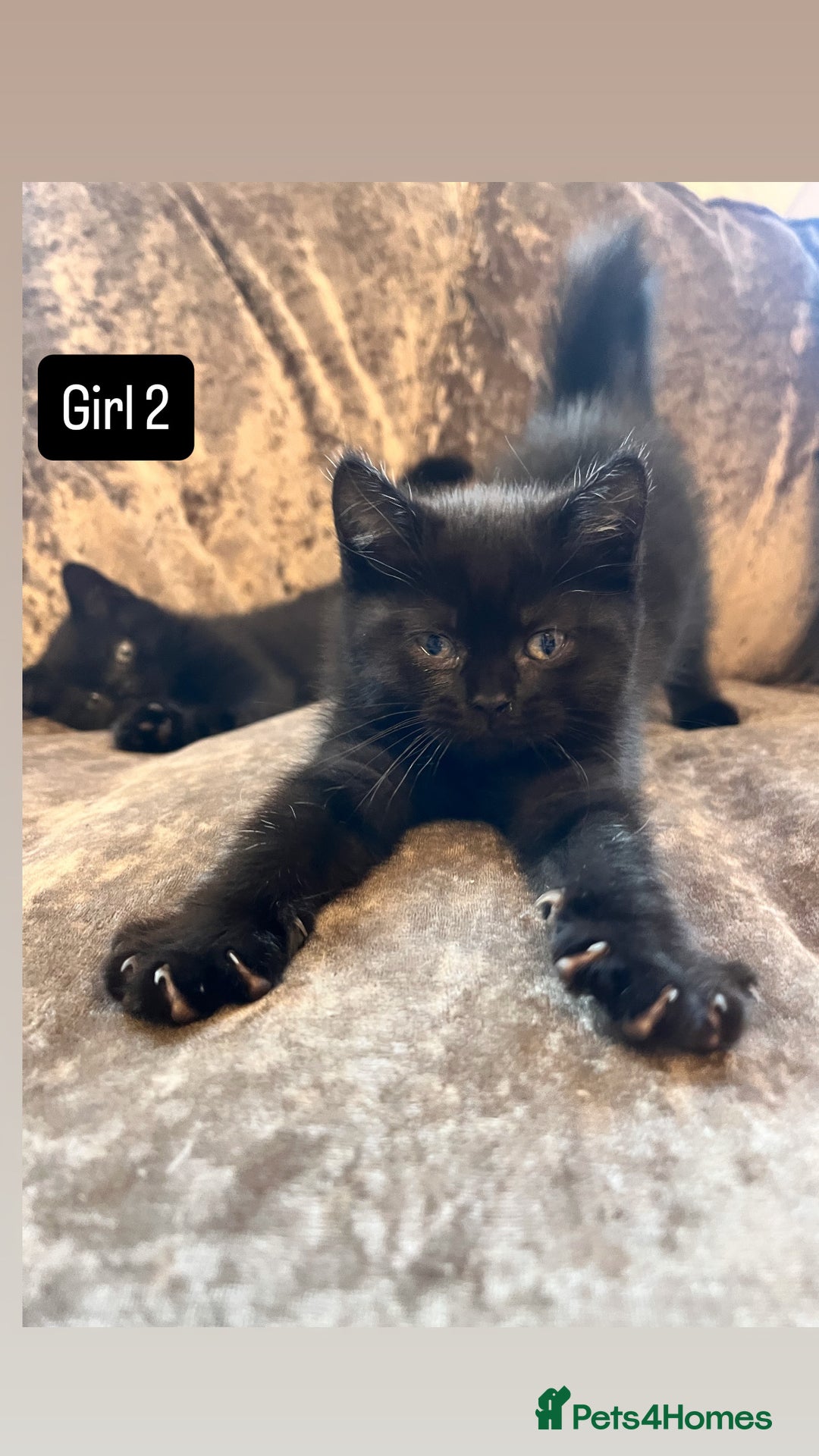 British Shorthair cats for sale: Gccf full British short hair  - Image 6