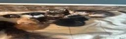 Mixed Breed cats for sale: Kittens - Advert 30