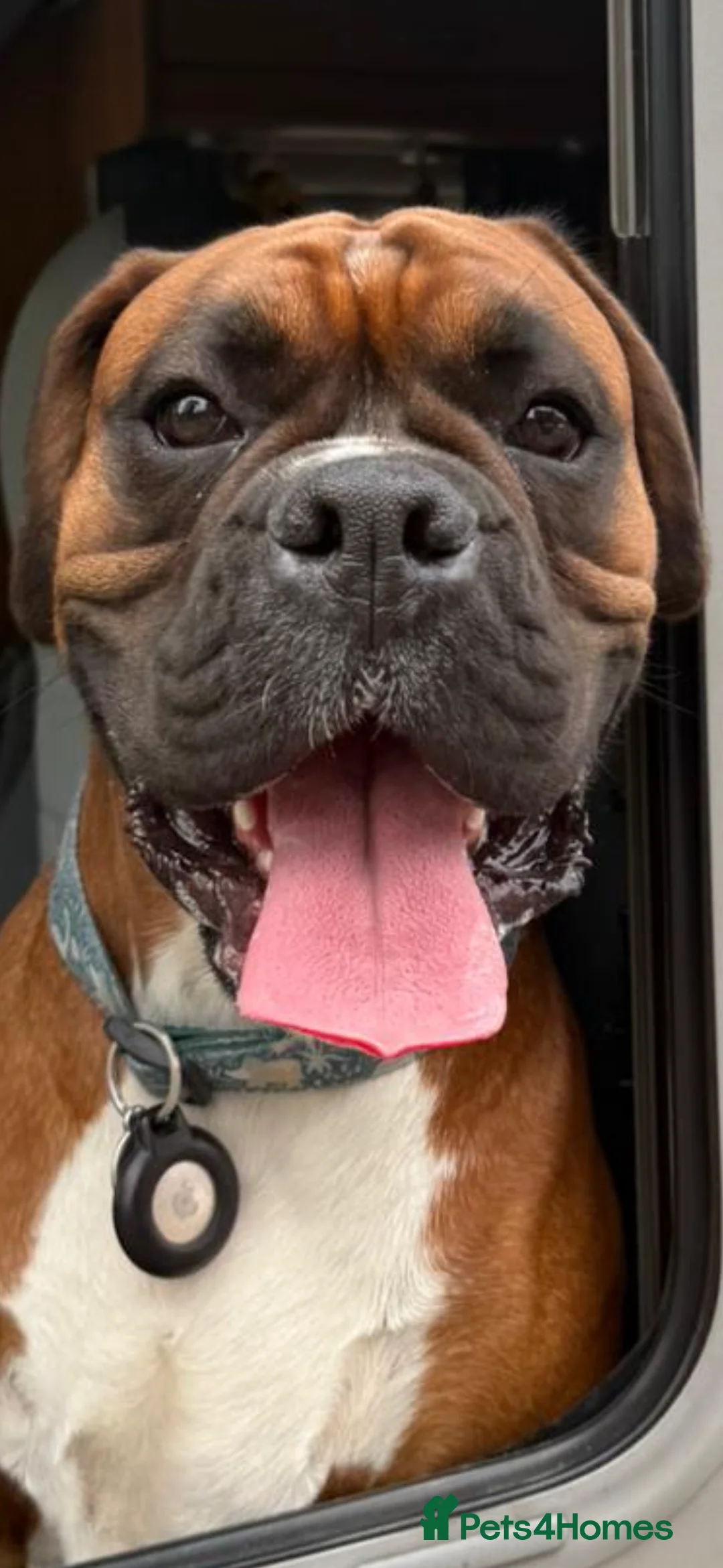 Boxer dogs for stud: Boxer for stud - Advert 9