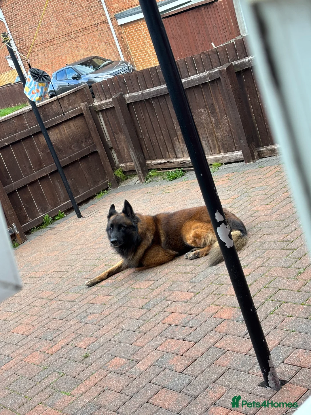 Mixed Breed dogs for sale: Belgian shepherd  in Houghton le Spring - Advert 2