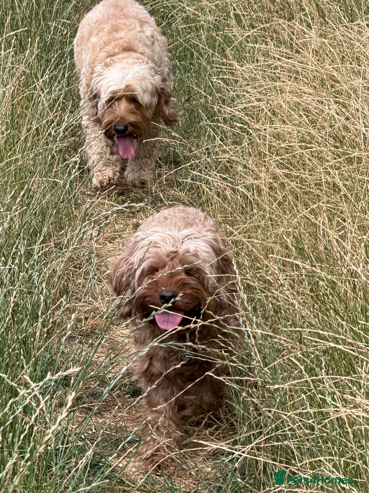 Cockapoo dogs Stunning Cockapoo Puppies — Homes for Life Only - Advert 2