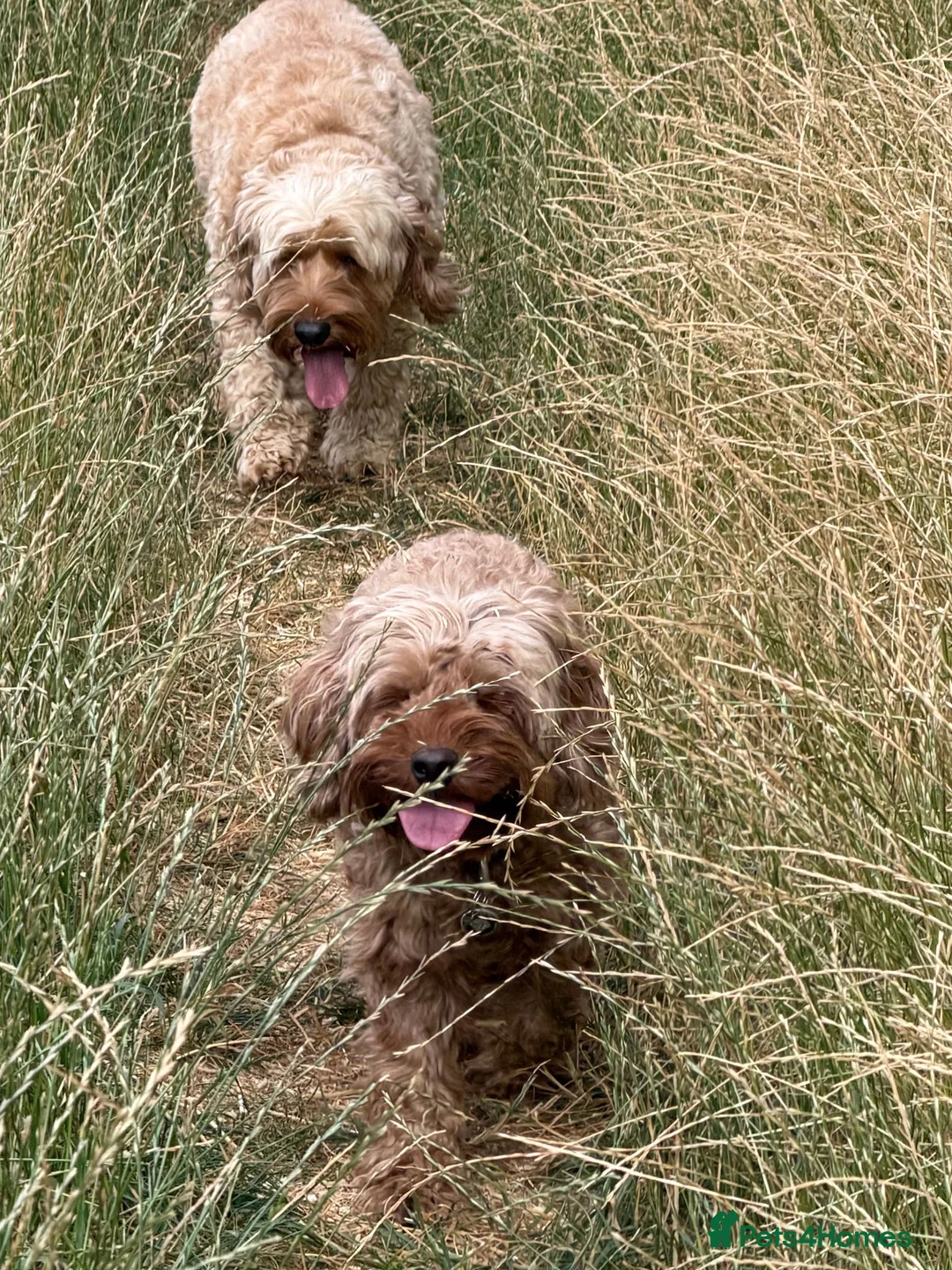 Cockapoo dogs for sale: Stunning Cockapoo Puppies — Homes for Life Only in Banbury - Advert 2