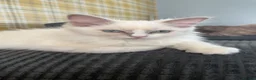 Ragdoll cats for sale: Full Pedigree Lilac Mink ragdoll male kitten  - Advert 6