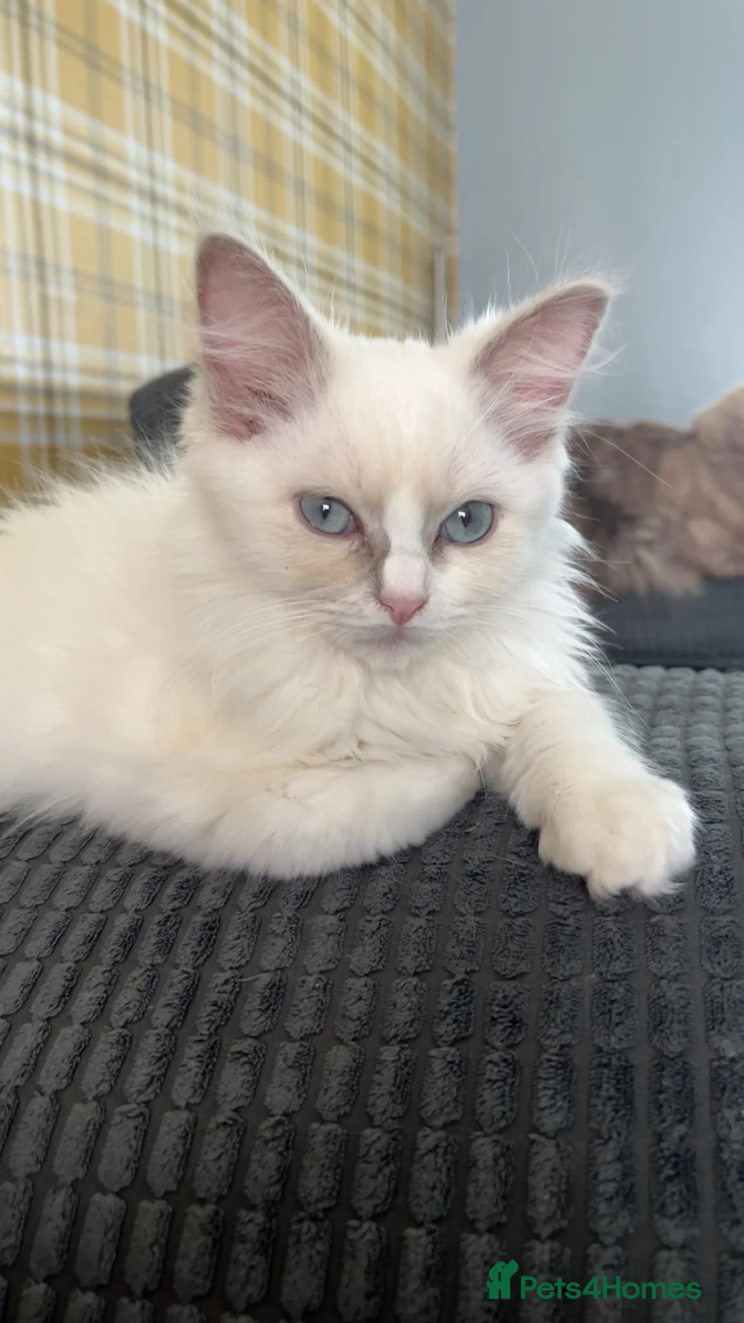 Ragdoll cats for sale: Full Pedigree Lilac Mink ragdoll male kitten  - Advert 6