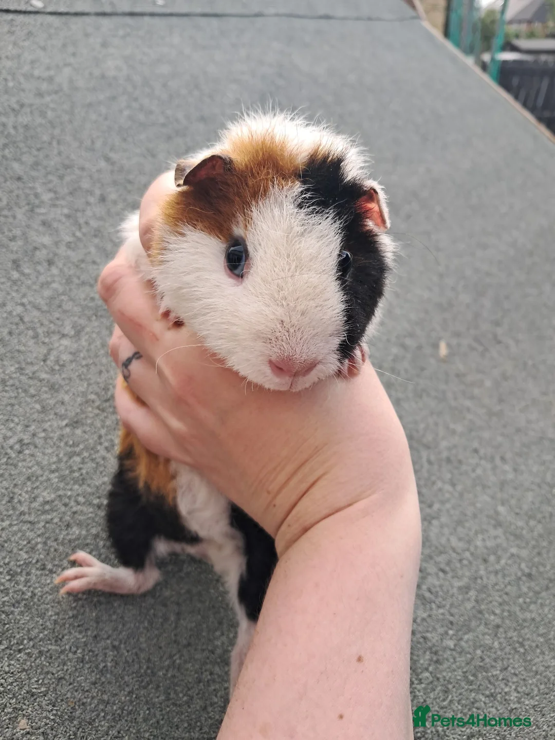 Guinea Pig rodents for sale: Trio of female guinea pigs and one boar - Advert 1