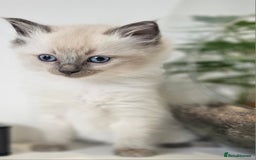 Ragdoll cats for sale: Stunning  ragdoll  kittens - Image 3