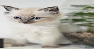 Ragdoll cats - Advert 11