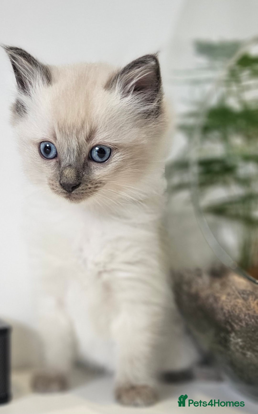 Ragdoll cats for sale: Stunning  ragdoll  kittens - Image 3