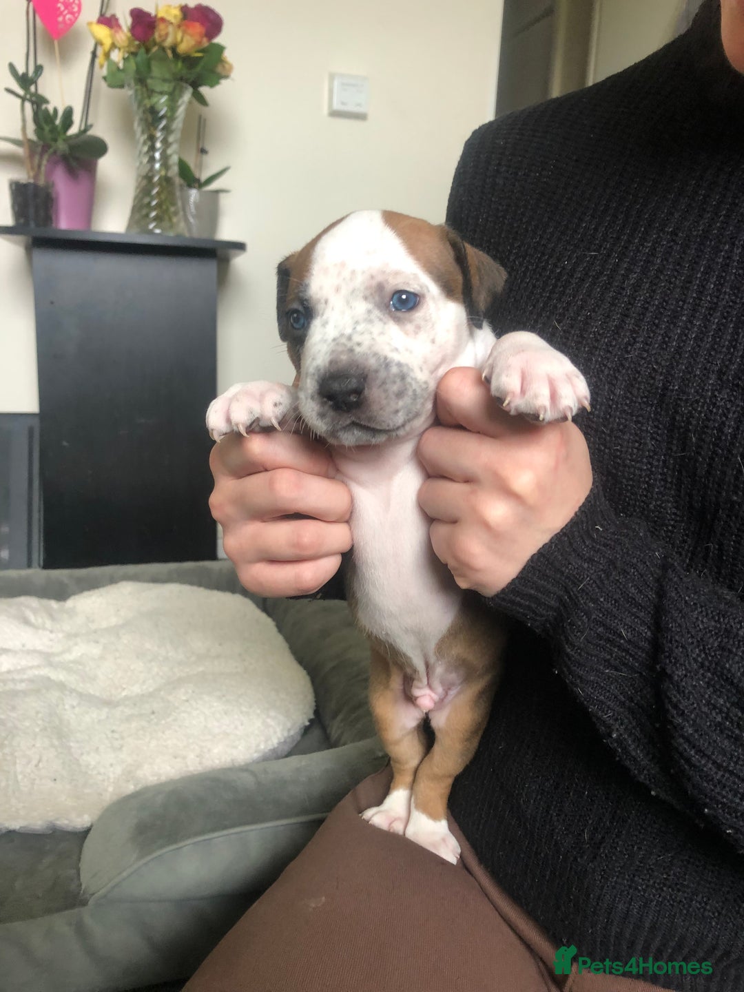 Staffordshire Bull Terrier dogs for sale: Staffordshire bull terrier puppies - Image 13
