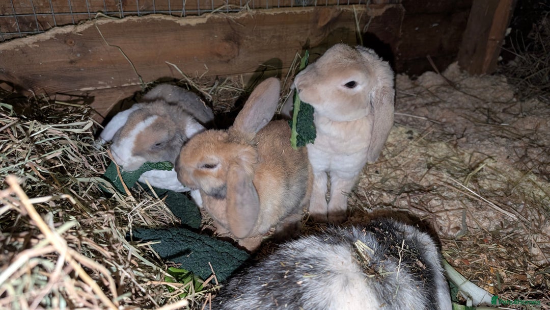 Mini Lop rabbits for sale: Pure breed plush mini lops babies  - Advert 2