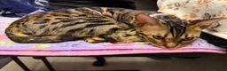 Bengal cats for sale: TICA PURE BREED BENGAL READY TO GO - Advert 7