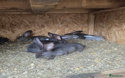 Continental Giant rabbits for sale: giant content - Image 5