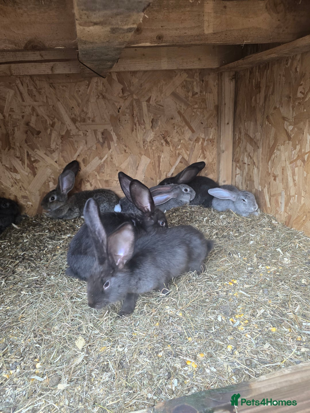 Continental Giant rabbits for sale: giant content - Image 5