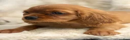 Cavalier King Charles Spaniel dogs for sale: Beautiful cavalier King Charles pups - Advert 4