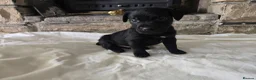 Patterdale Terrier dogs for sale: Fantastic Patterdale terrier pups D&D  - Advert 12