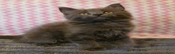 Maine Coon cats for sale: Gorgeous, sociable maine coon kittens  - Advert 17