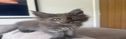 Maine Coon cats for sale: Maine Coon Kittens Russian & European Champ Lines  - Advert 29