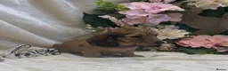 Miniature Dachshund dogs for sale: Stunning KC Long Haired Miniature Dachshund 🐶🐶 - Advert 35