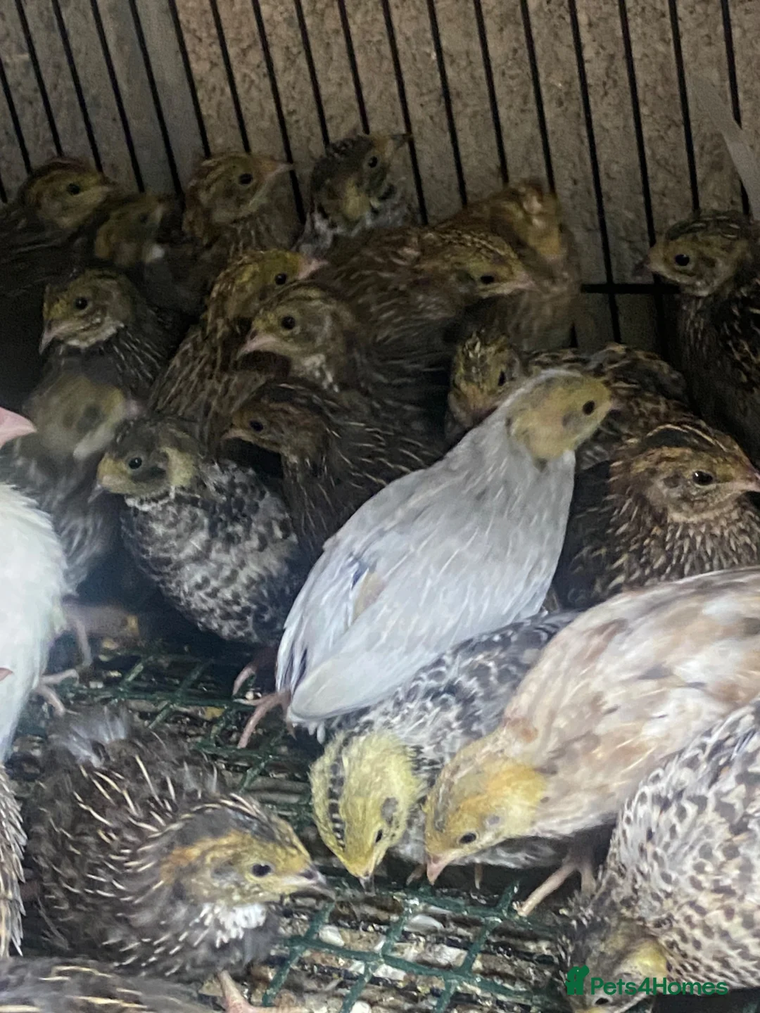 Quail poultry for sale: Japanese & Chinese painted quails  - Advert 5
