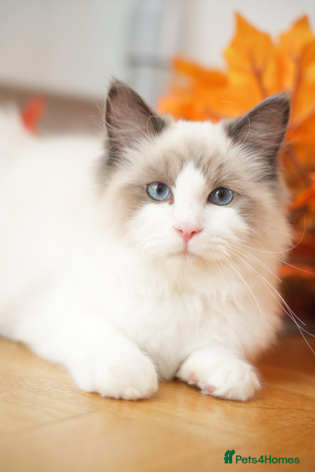 Ragdoll cats Beautiful GCCF-registered Ragdoll boys ready now. - Advert 2