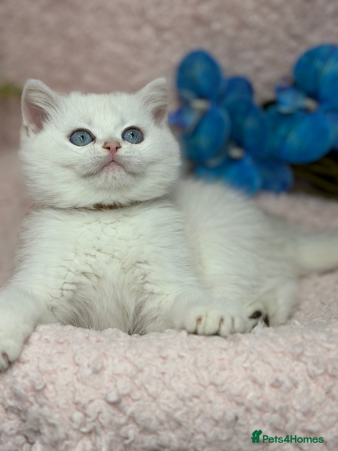 British Shorthair cats for sale: British shh golden, silver  GCCF kittens  - Advert 6