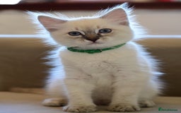 Ragdoll cats for sale: 6 Beautiful Ragdoll x Bengal kittens - Image 17