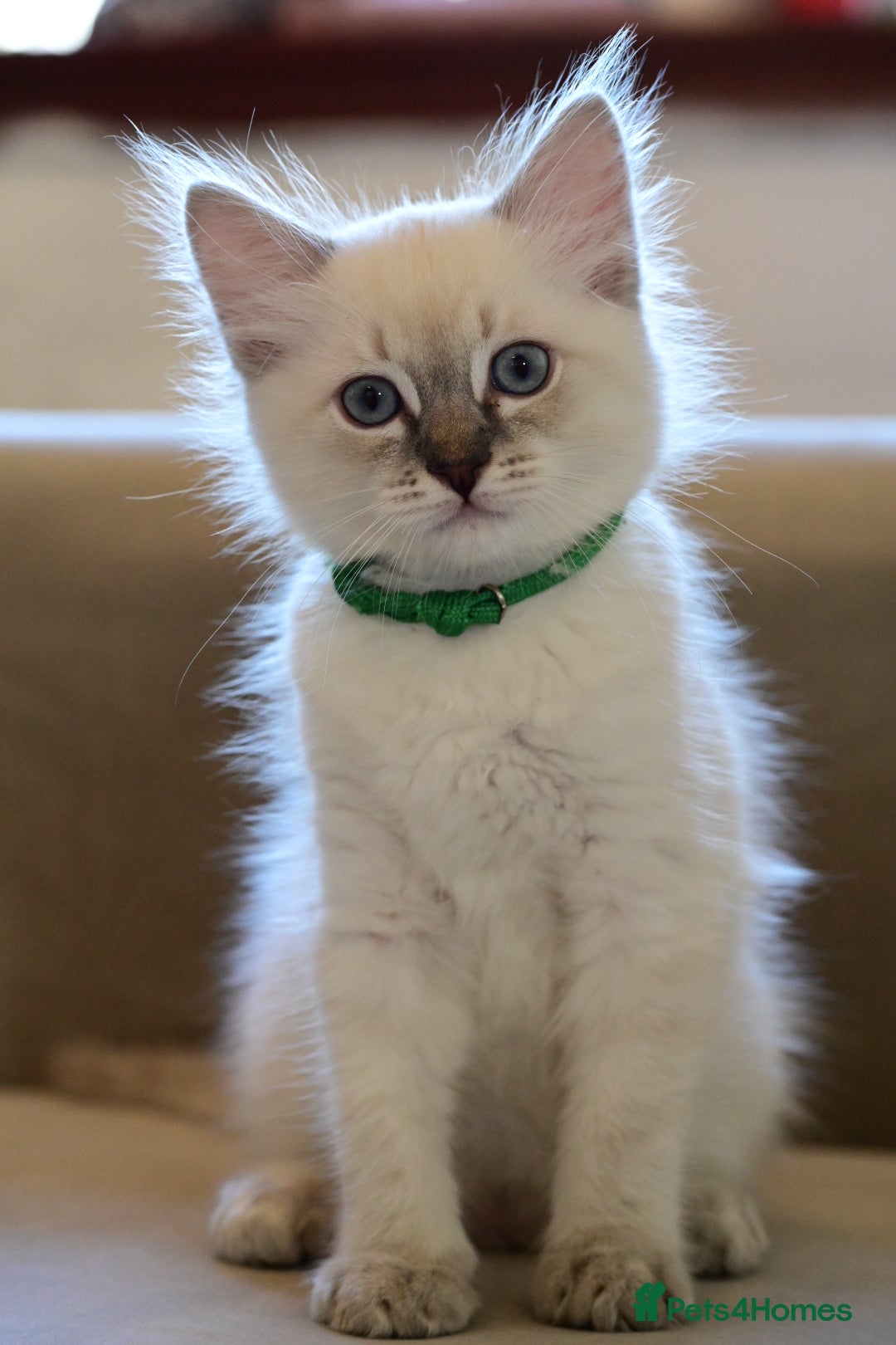 Ragdoll cats for sale: 6 Beautiful Ragdoll x Bengal kittens - Image 17