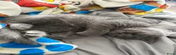 British Shorthair cats for sale: Scottish fold X British shorthair female kitten - Advert 7