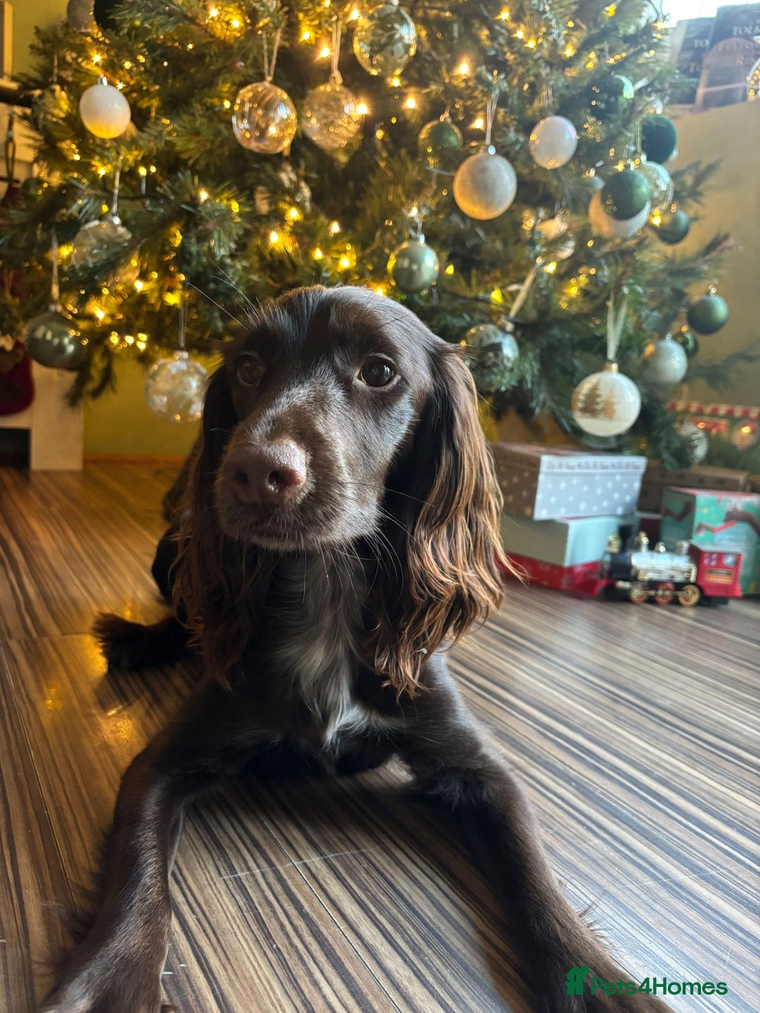 Cocker Spaniel dogs for sale: Litter of Cocker Spaniels ready for New Year - Advert 5