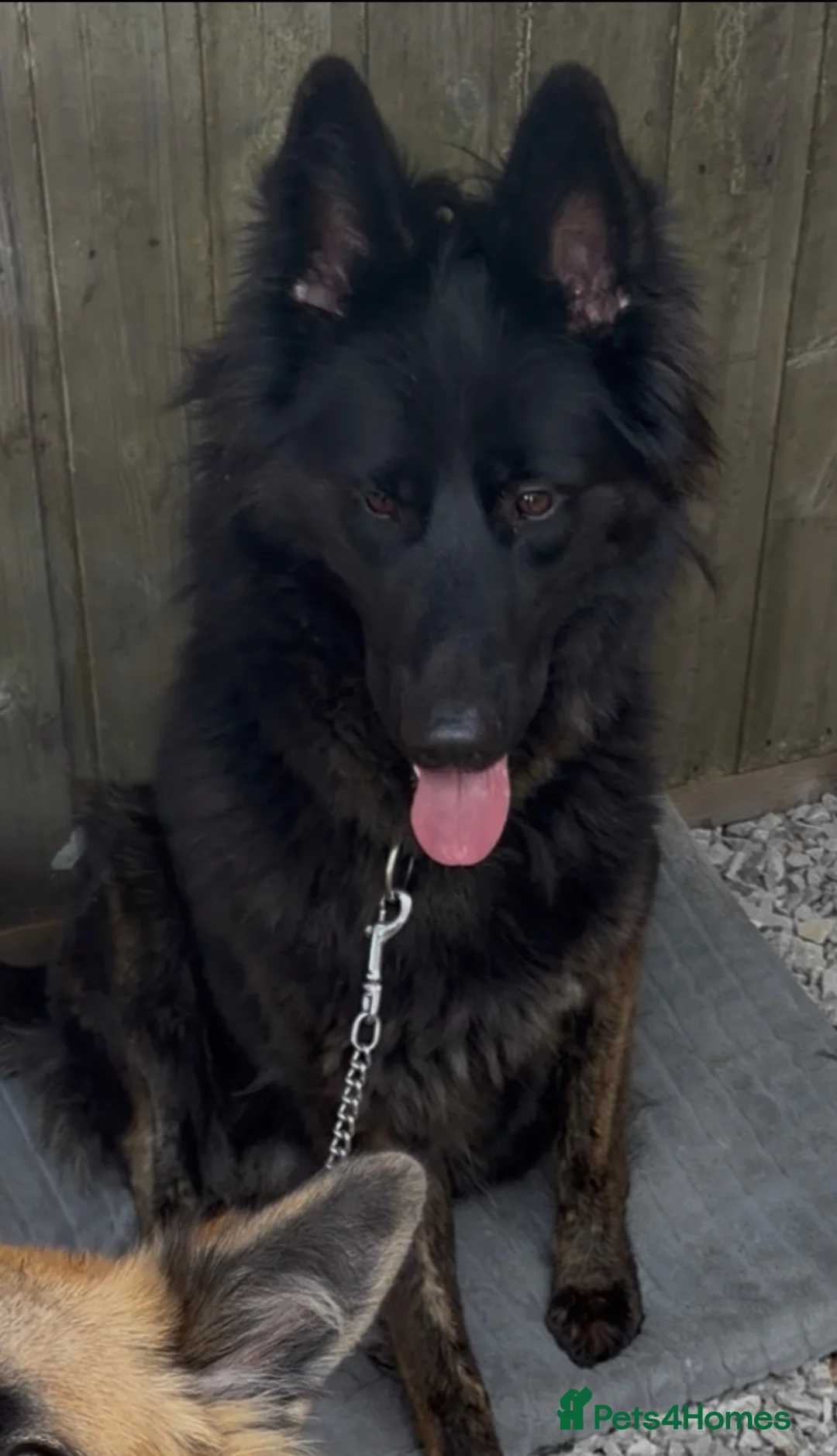 German Shepherd dogs for sale: German Shepard female for sale  in Lutterworth - Advert 2