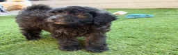 Shihpoo dogs for sale: READY NOW! 🧸🤎 Adorable F1B Shihpoo puppies  - Advert 7
