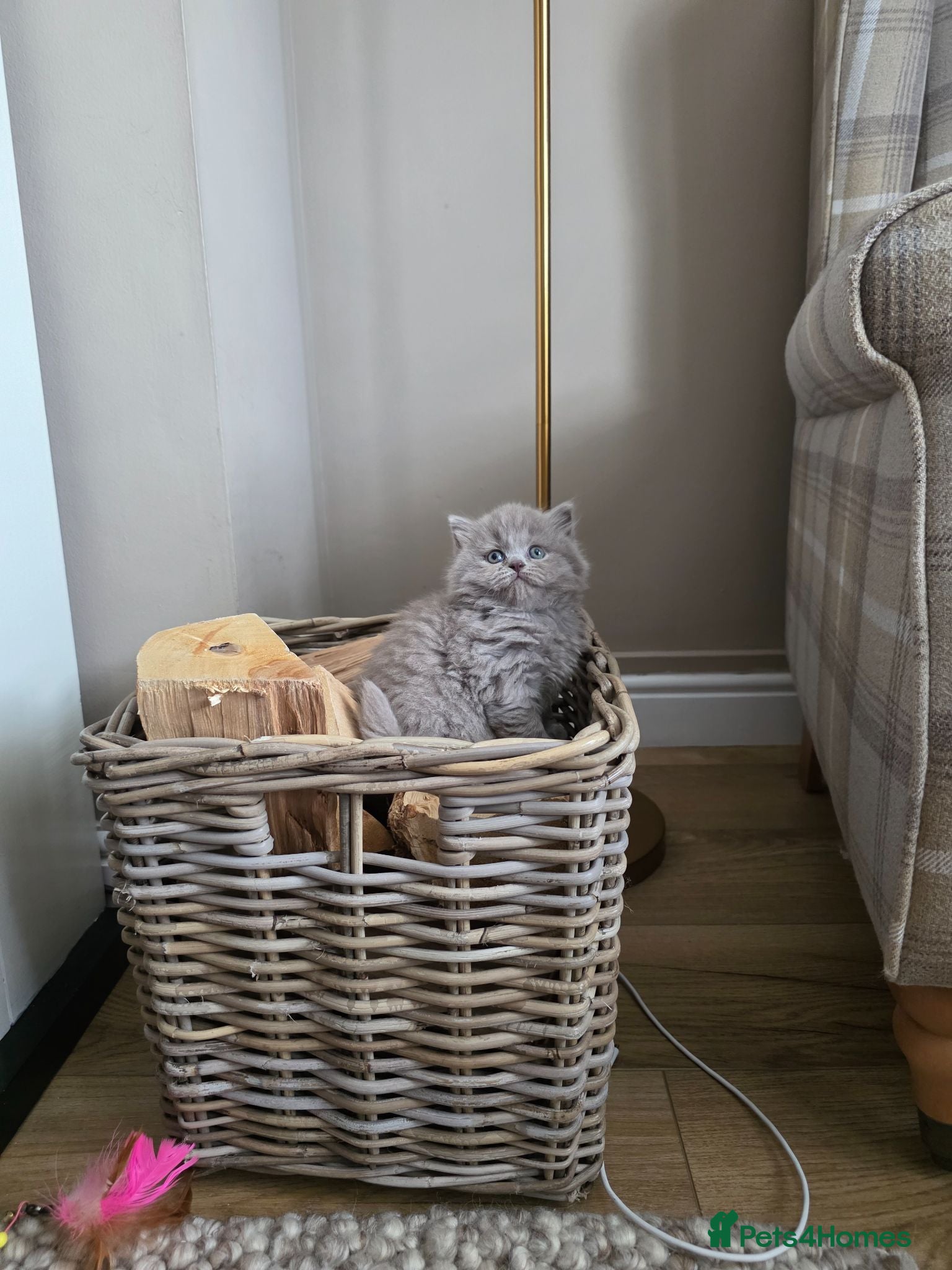 British Shorthair cats Exceptional Champion🏆 British longhair kitten - Advert 2