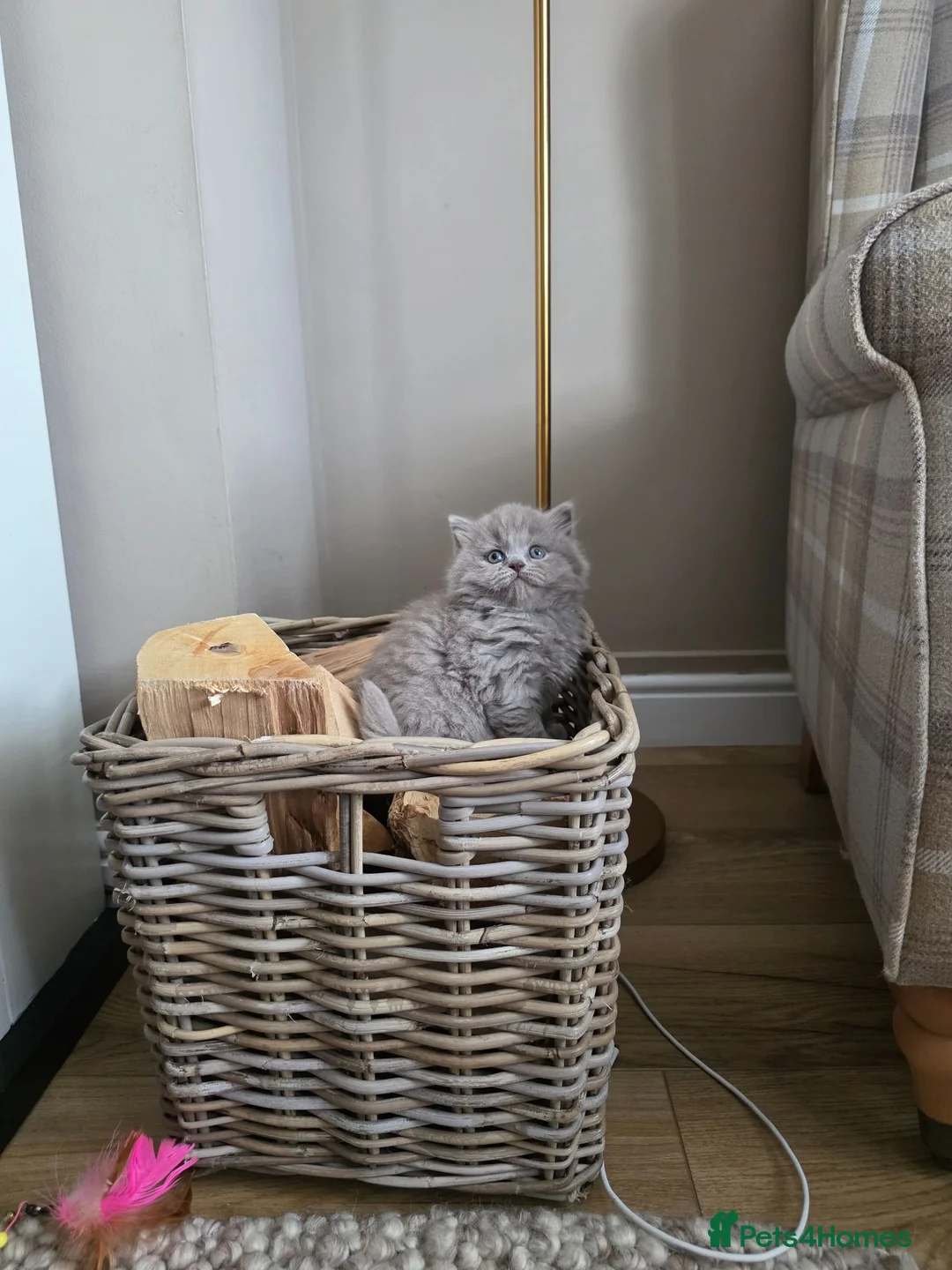 British Shorthair cats for sale: Exceptional Champion🏆 British longhair kitten - Advert 2