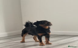 Griffon Bruxellois dogs for stud: KC Registered Griffon for stud - Image 4