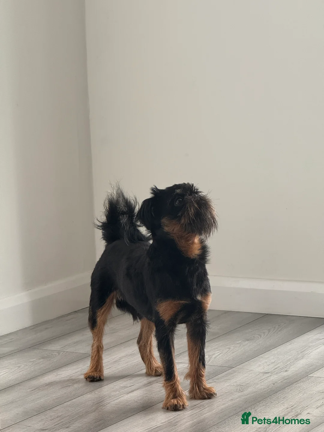 Griffon Bruxellois dogs for stud: KC Registered Griffon for stud - Advert 4