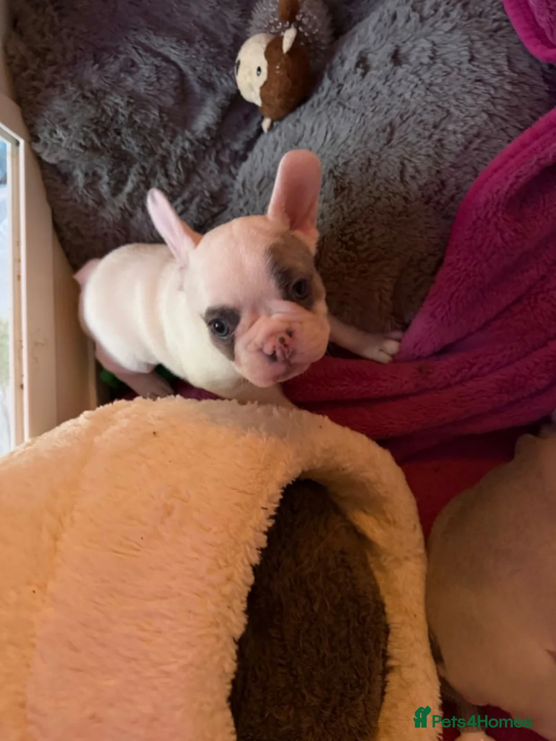 French Bulldog dogs for sale: Beautiful French Bulldog Puppies  in Andover - Advert 2