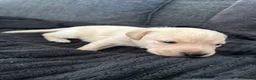 Labrador Retriever dogs for sale: 8 gorgeous Labrador puppies  in Hull - Advert 10