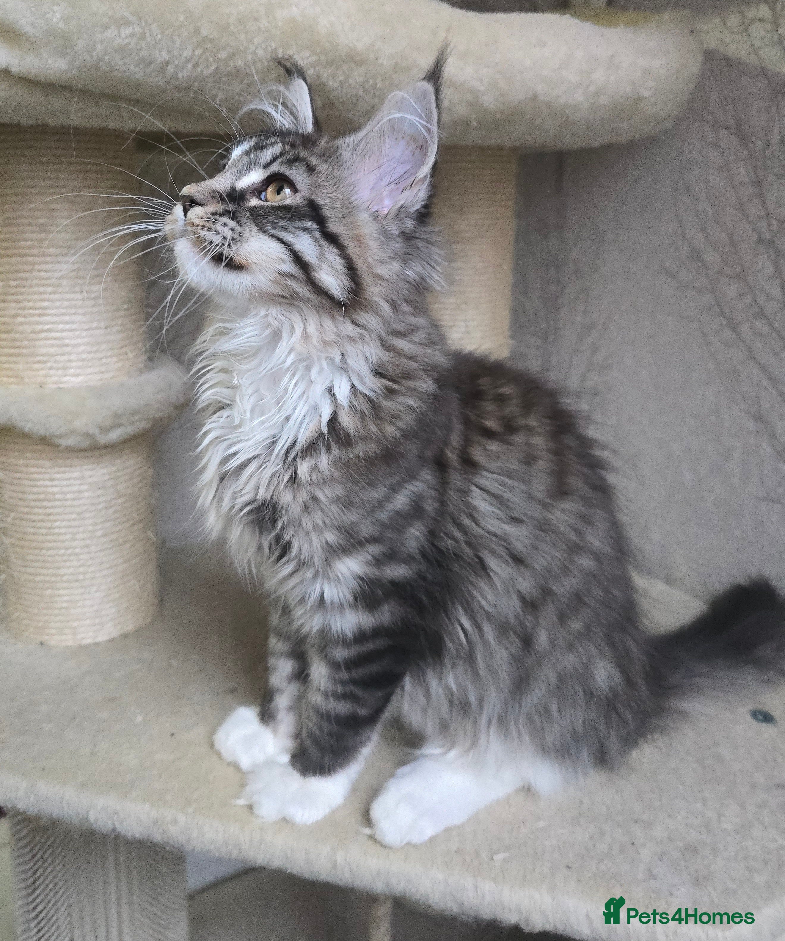 Maine Coon cats Stunning boy tica registered maine coon kitten - Advert 18