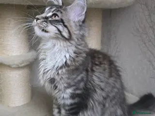 Maine Coon cats Stunning boy tica registered maine coon kitten - Advert 18