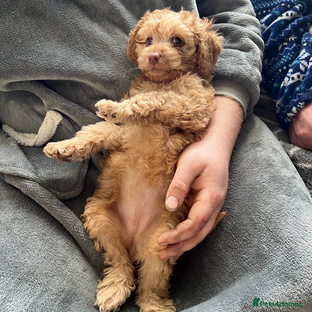 Mixed Breed dogs for sale: F1b Australian Labradoodle  - Advert 21