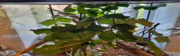Stick Insects invertebrates for sale: Indian Stick Insects – for sale  in Oxford - Advert 2